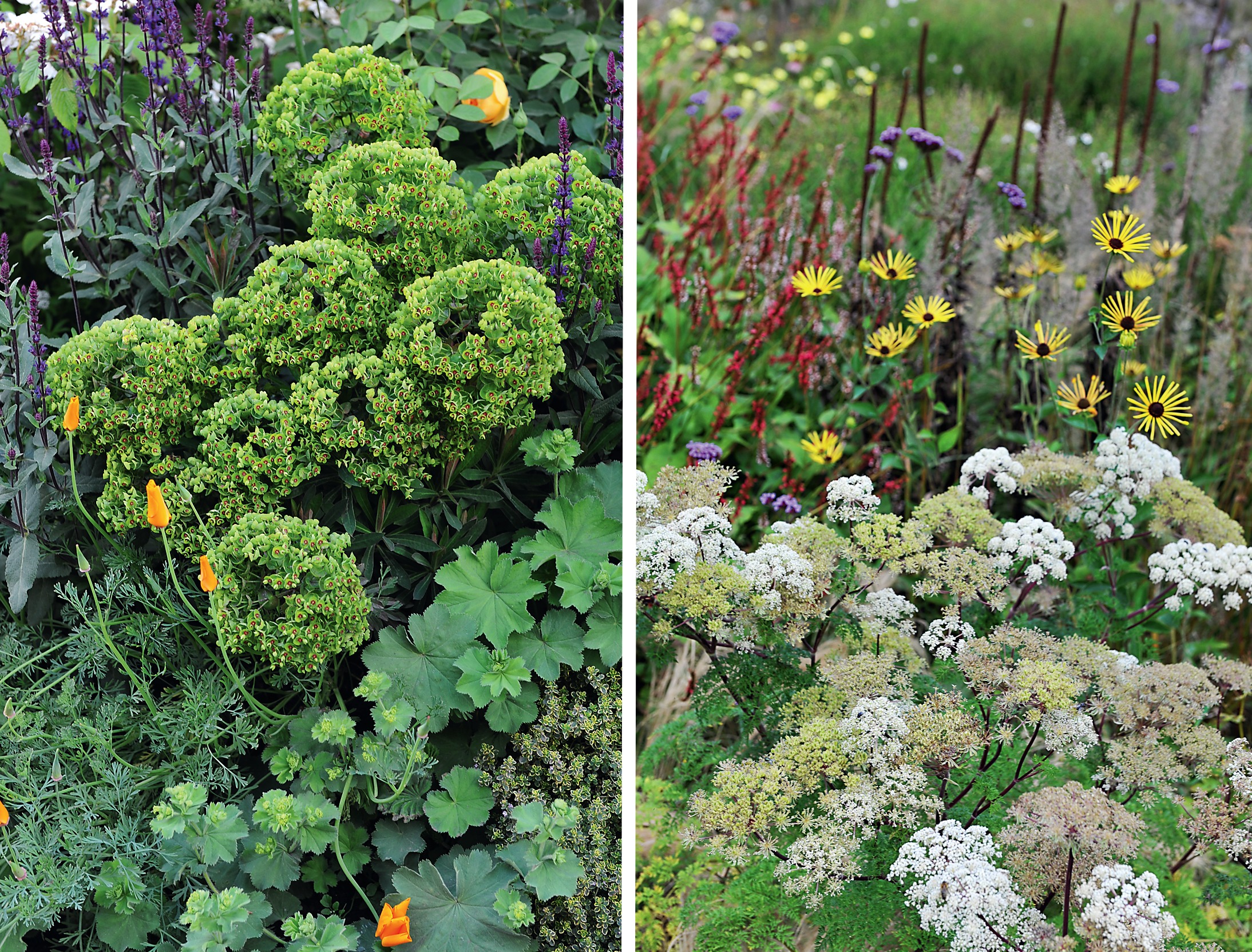 Слева: зеленые цветы. Справа: растения семейства Зонтичные 
