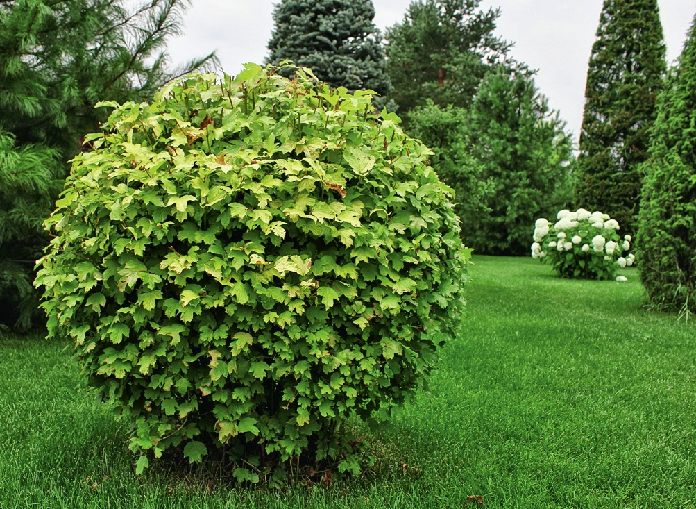 Шар из пузыреплодника
