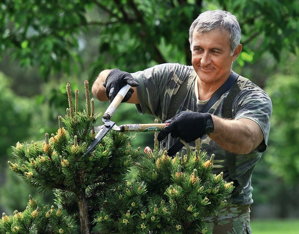 Хвойные можно стричь весь сезон, за исключением периода активного смолотечения у некоторых видов ранней весной. При этом важен правильный захват ножниц