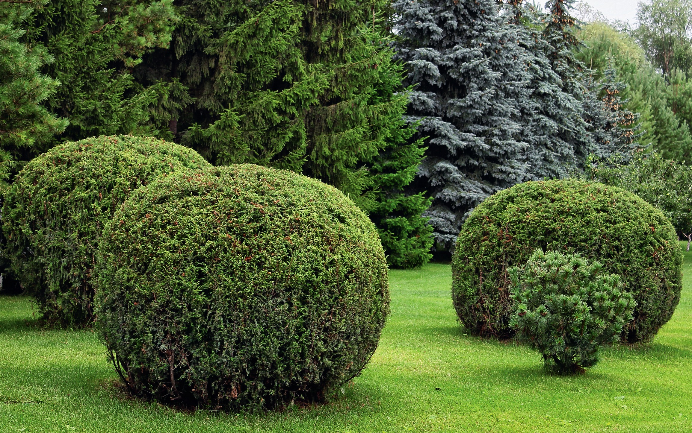 Шары из можжевельника обыкновенного