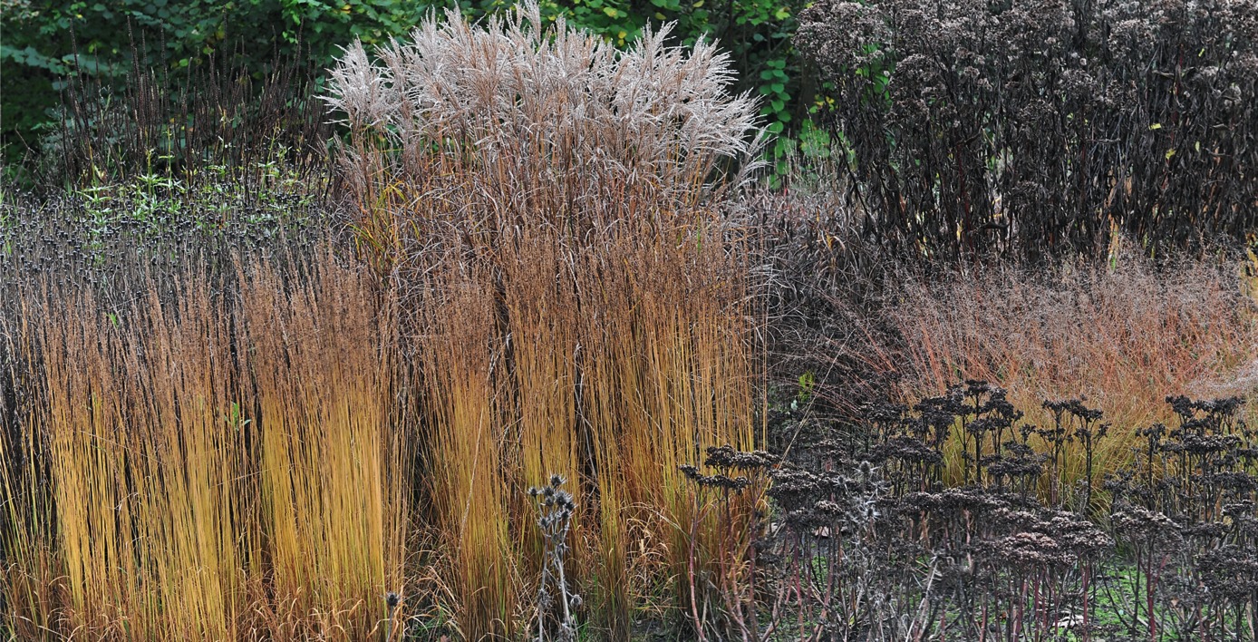 Сентябрь - время сольной партии злаков с осенней окраской