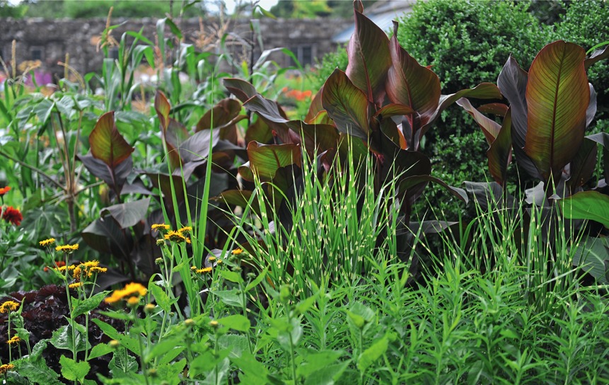 Некоторые злаки можно включить и в тропический цветник