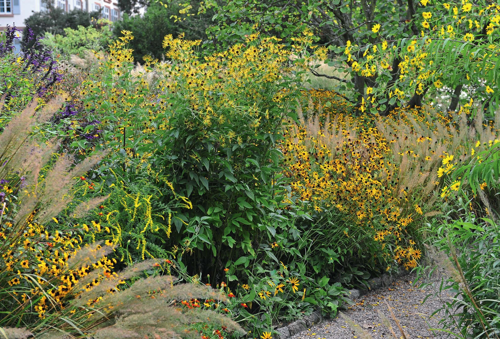 Желтый сад только выиграет, если в нем будут расти злаки