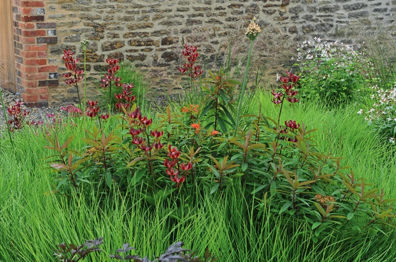 Злаки выигрышно смотрятся в групповых посадках