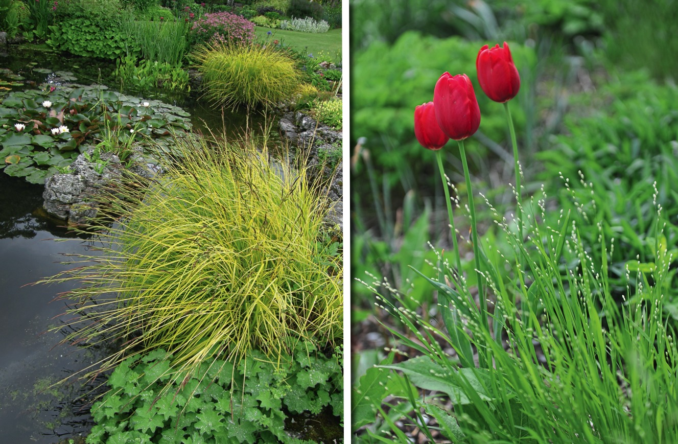 Слева: злаки украсят побережье и водную гладь садового пруда. Справа: луковичные только выиграют от соседства со злаками