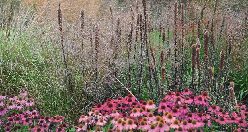 Многие злаки обладают ажурными соцветиями, которые создают в цветнике эффект дымки