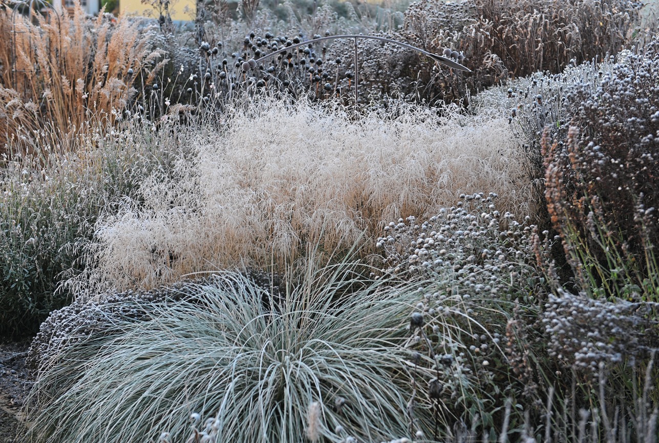 Декоративные злаки особенно хороши в ледяном звоне заморозков
