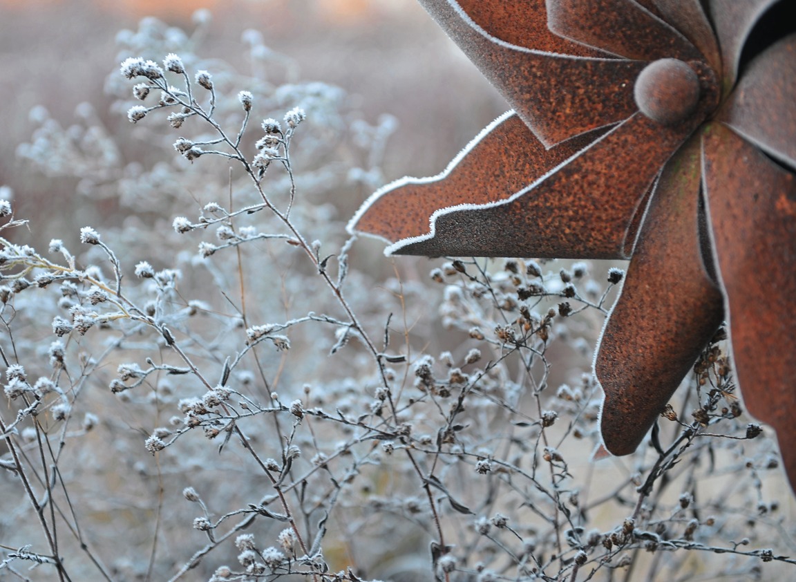 В осенние заморозки отцветшие кусты октябрин продолжают выглядеть изящно.