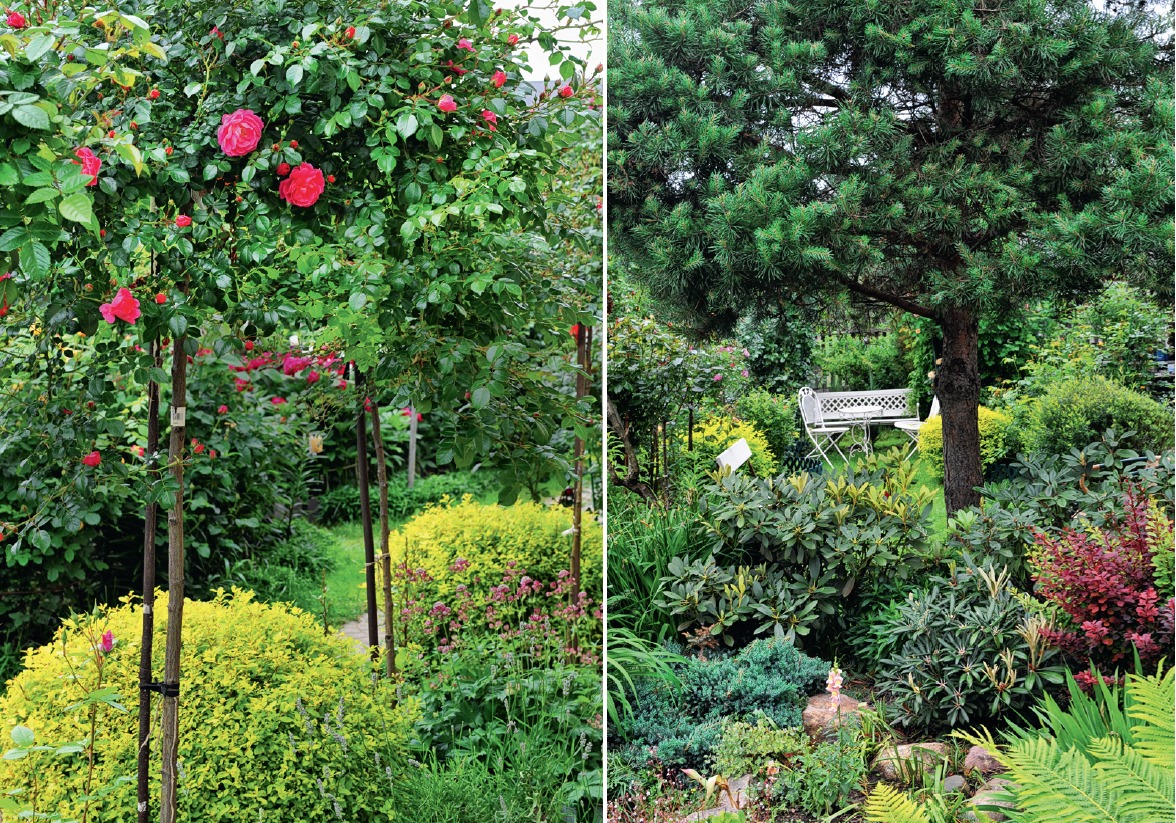 Слева: компактные сорта спиреи японской и лаванда — удачные партнеры, украшающие подножие штамбовых роз. Справа: пик декоративности рокария — весной, когда цветут рододендроны 