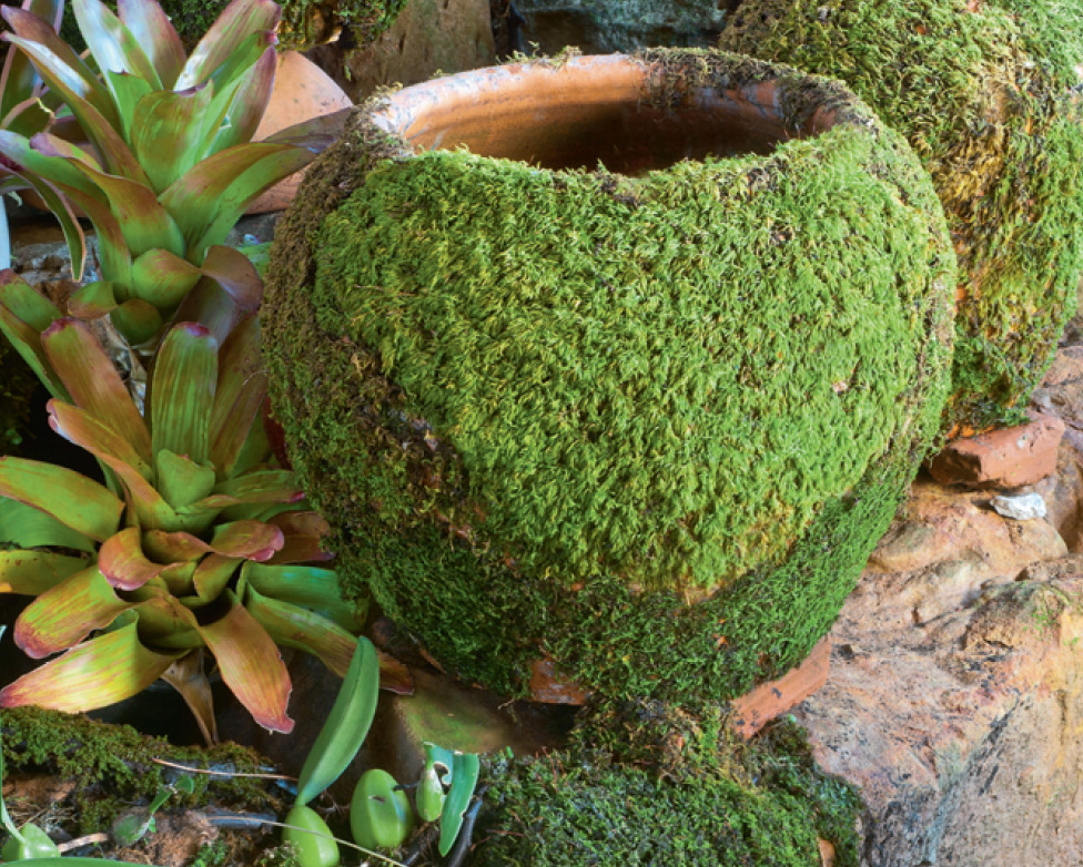 Если в вашем лесу мох растет сам собой — воспользуйтесь этим