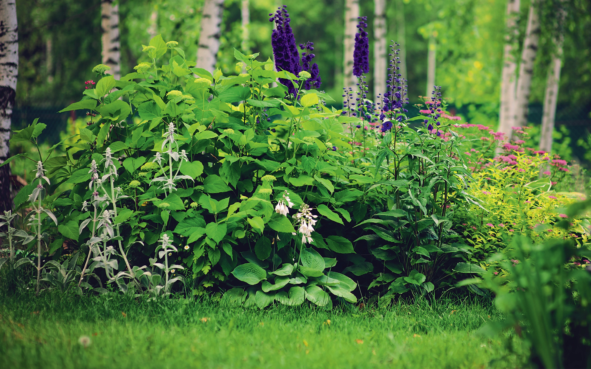 Стерильность и дикий лес — вещи несовместные