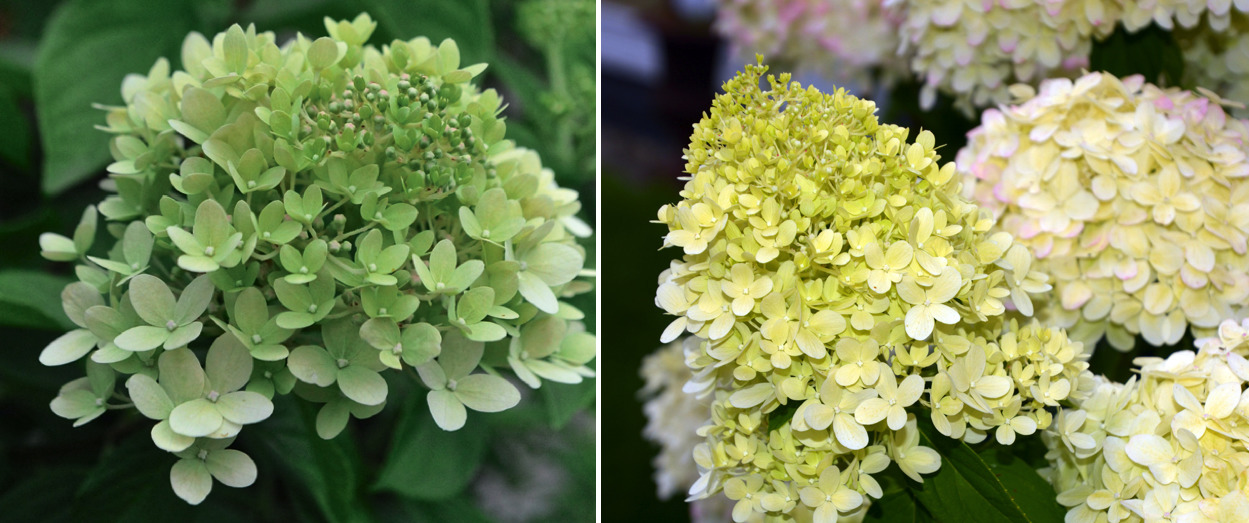 В июле соцветия еще зеленые (слева), в августе они белеют и на них появляется легкий румянец (справа)