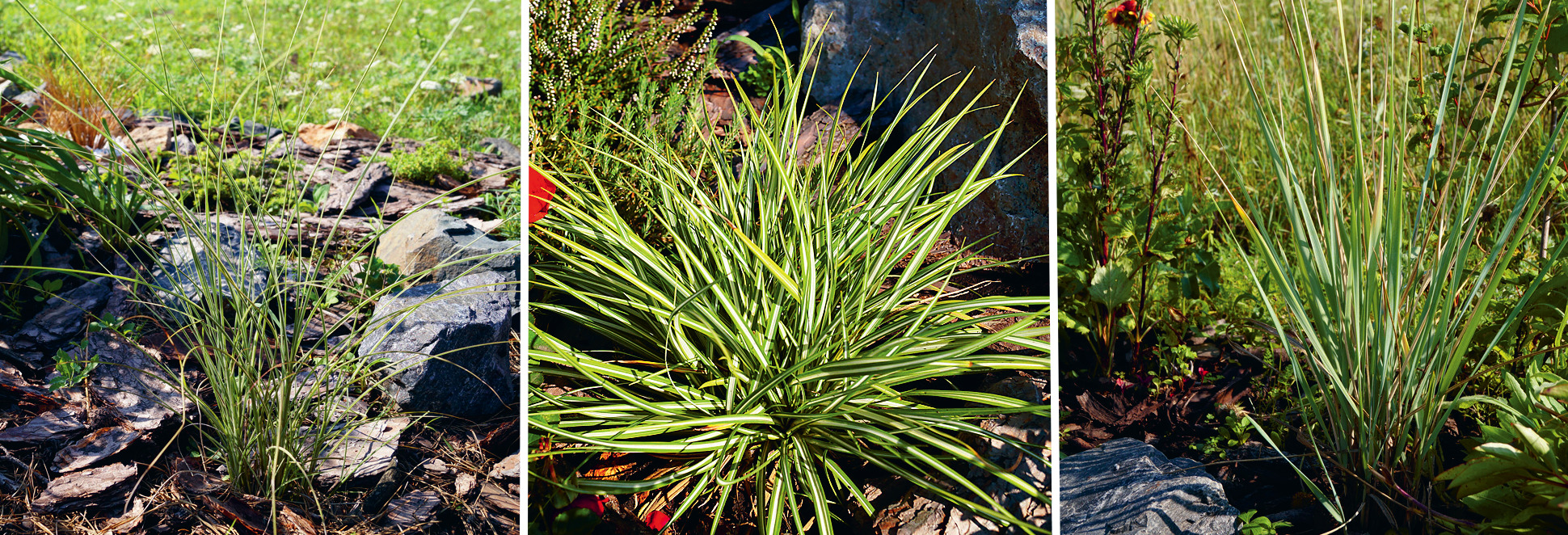 Мискантус китайский Morning Light (слева), осока птиценожковая Variegata (в центре) и элимус песчаный (справа). Фото Олеси Глебовой