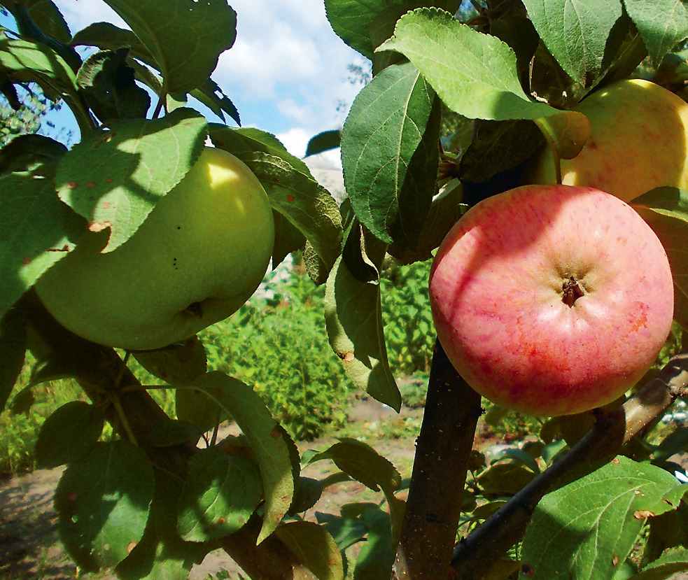 Сейчас все спасенные яблони прекрасно плодоносят. Фото Ирины Кудриной