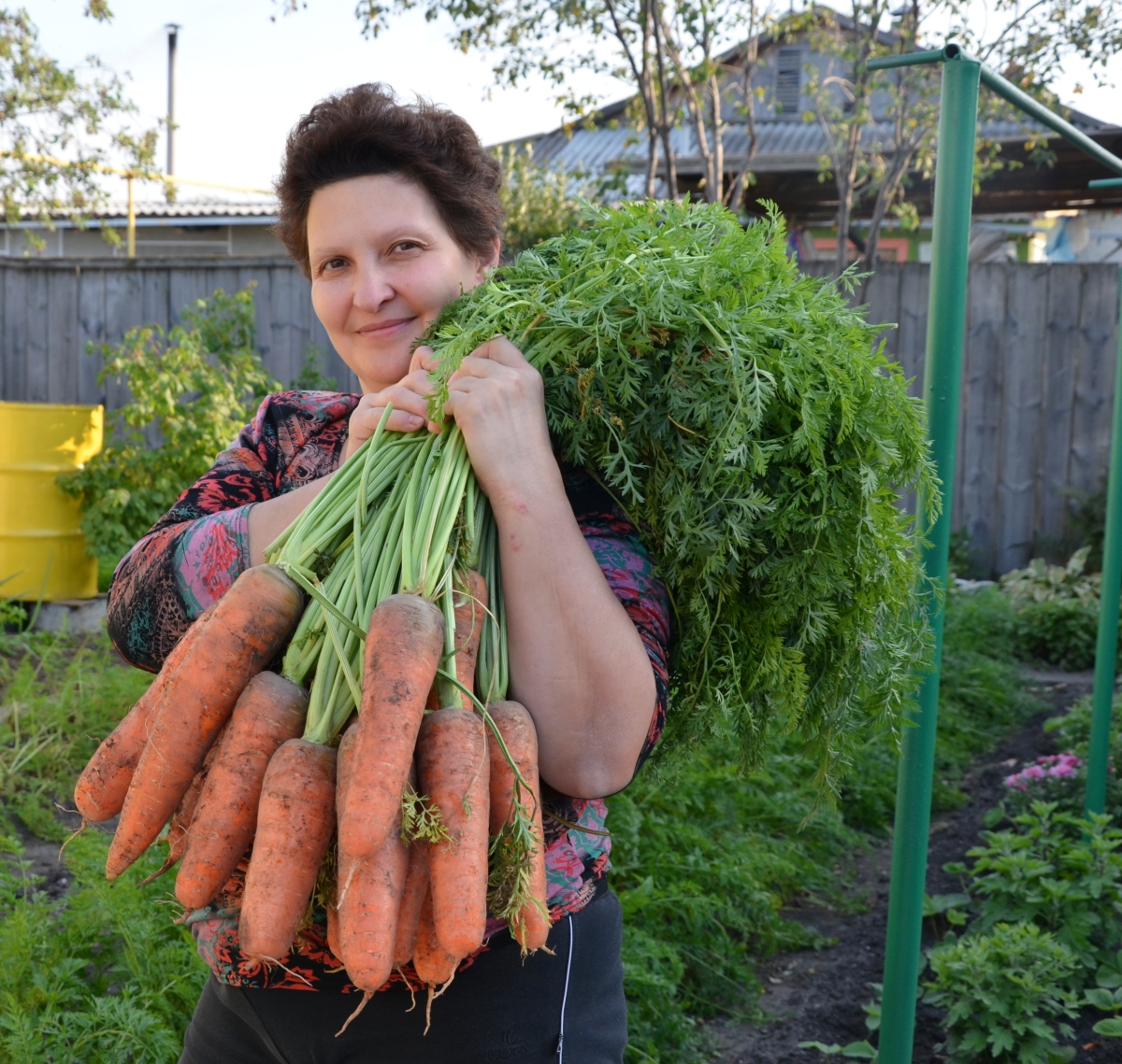Любит ли морковь. Овощи на огороде. Урожай моркови. Женщина с большим урожаем. Морковь в огороде.