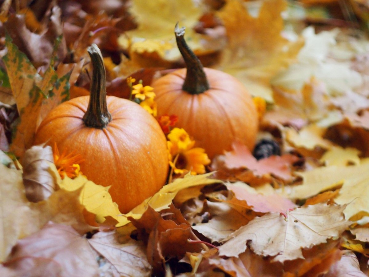 Осень тыквы. Осенние дары природы. Тыква дары осени. Осенний урожай.