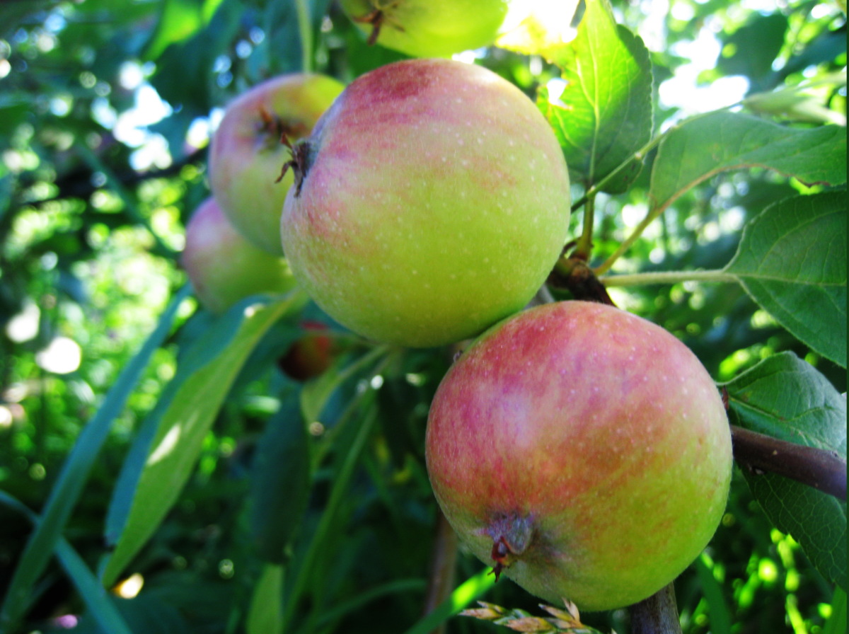 башкирская красавица яблоня фото