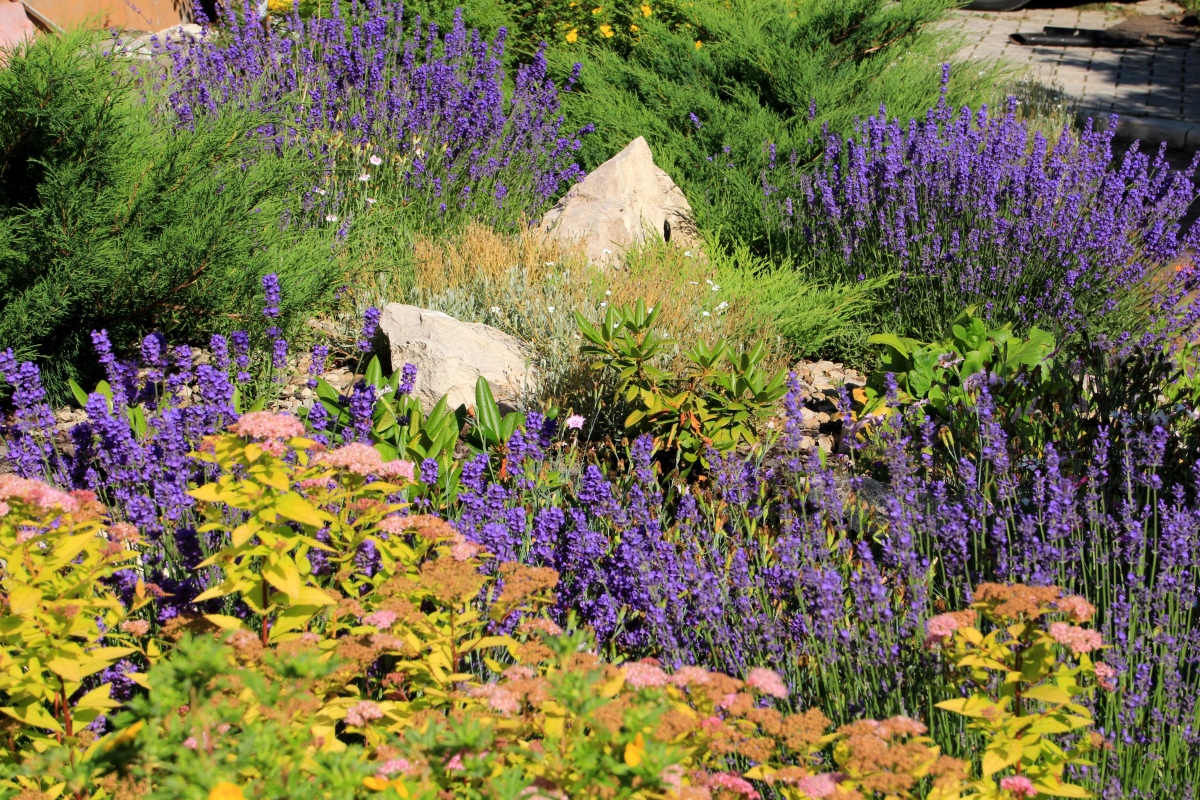 Лаванда узколистная фото в садовом ландшафте
