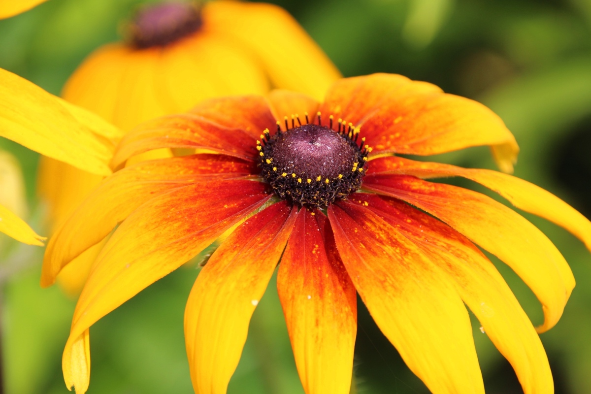 Рудбекия Rudbeckia Flamenco Yellow