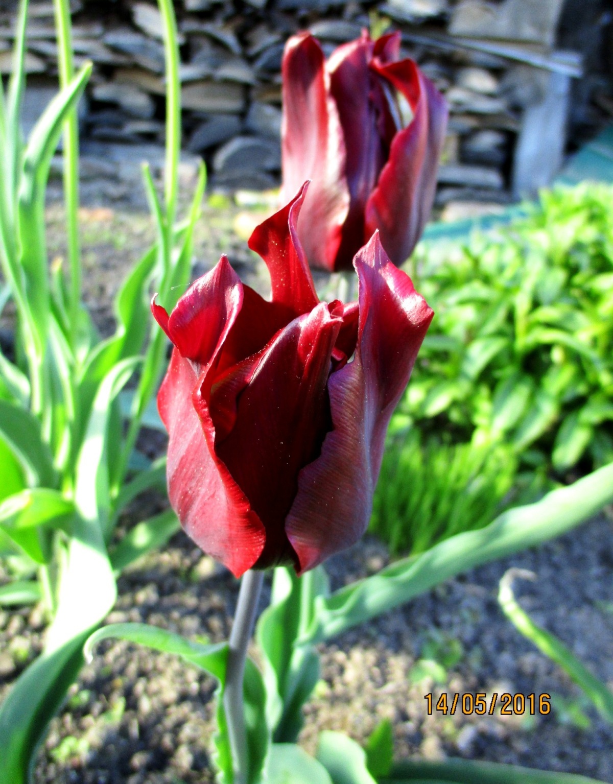 Тюльпан Ластинг Лав (Tulipa Lasting Love) купить луковицы в Москве по низкой цен