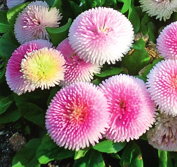 Сорт из серии Tasso