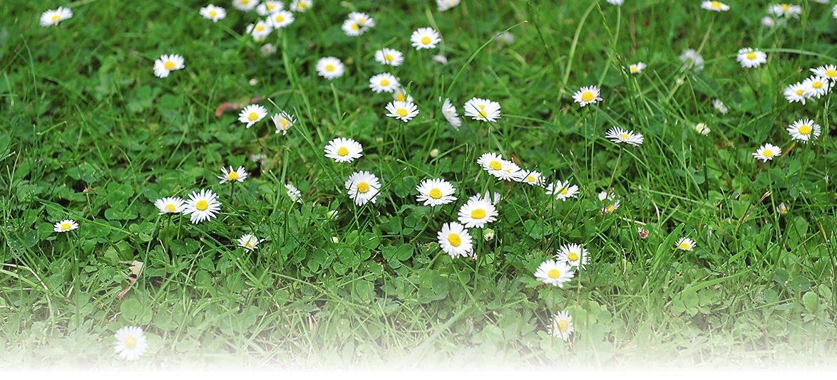 Сорняк или находка для лентяя?