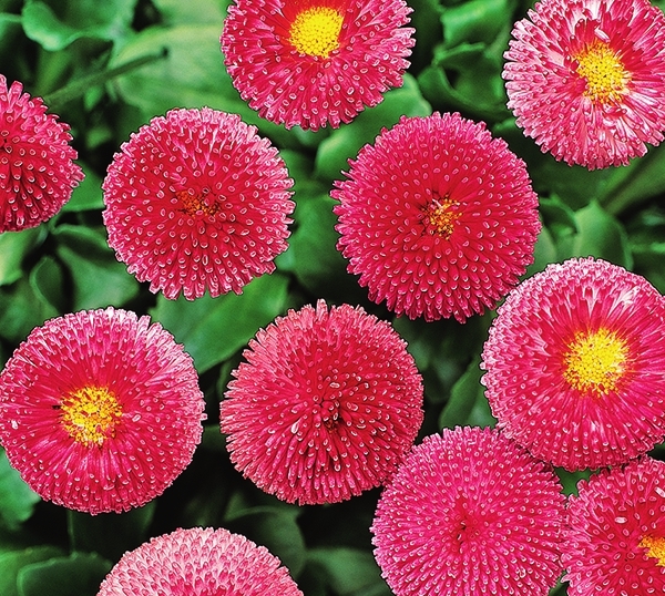 Сорт Bellissima Rose