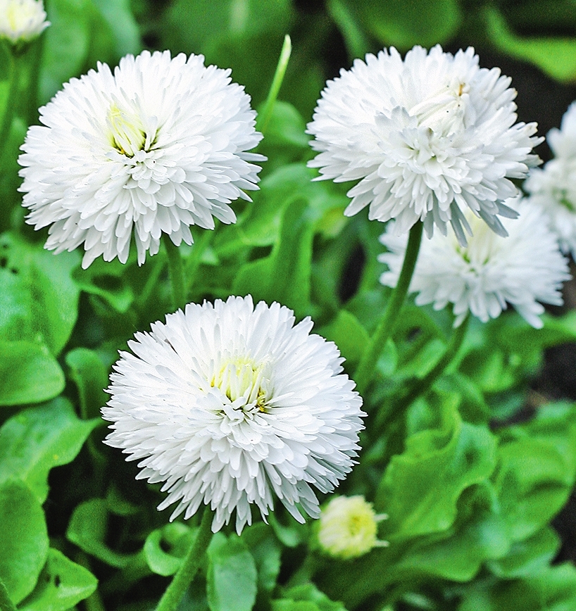 Махровые сорта очень эффектны