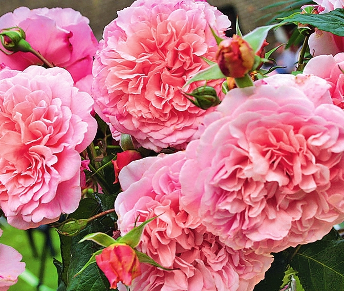 Плетистая роза Rose de Tolbiac
