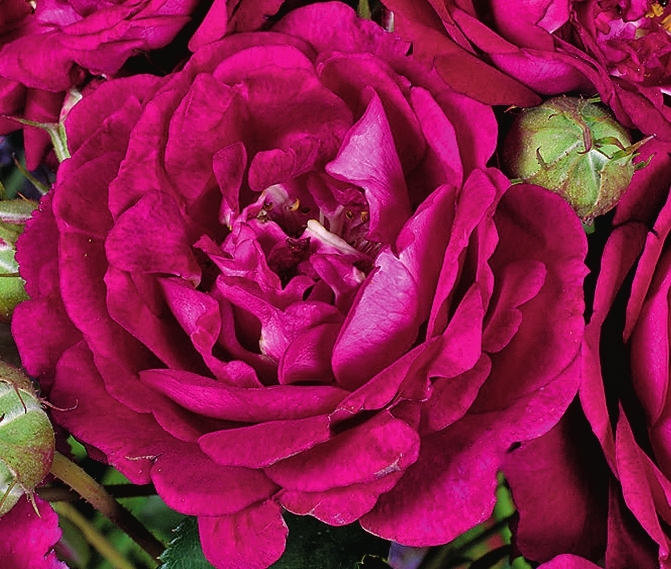 Плетистая роза Rosengarten Zweibrucken