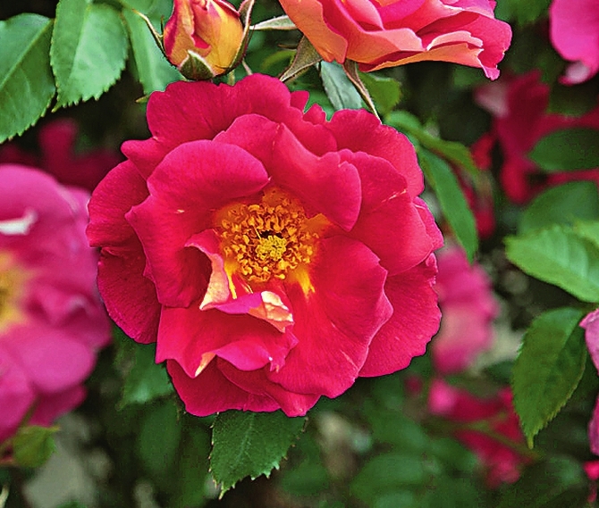 Плетистая роза Bajazzo