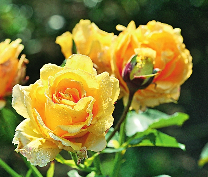 Плетистая роза Sommergold