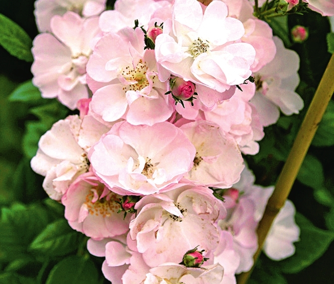 Плетистая роза Perennial Blush