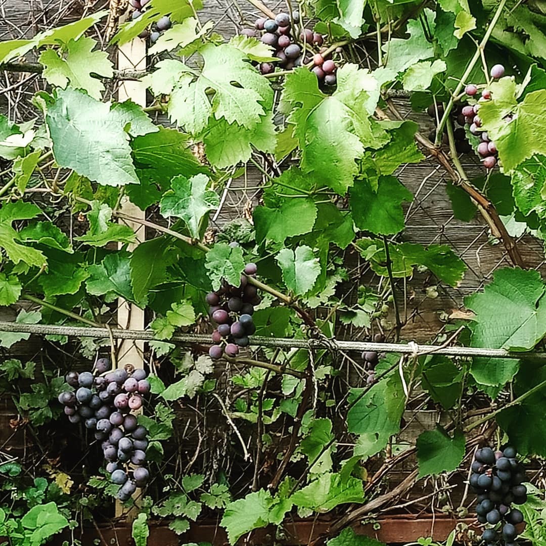 Виноград должен хорошо подготовиться к зимовке. Фото автора