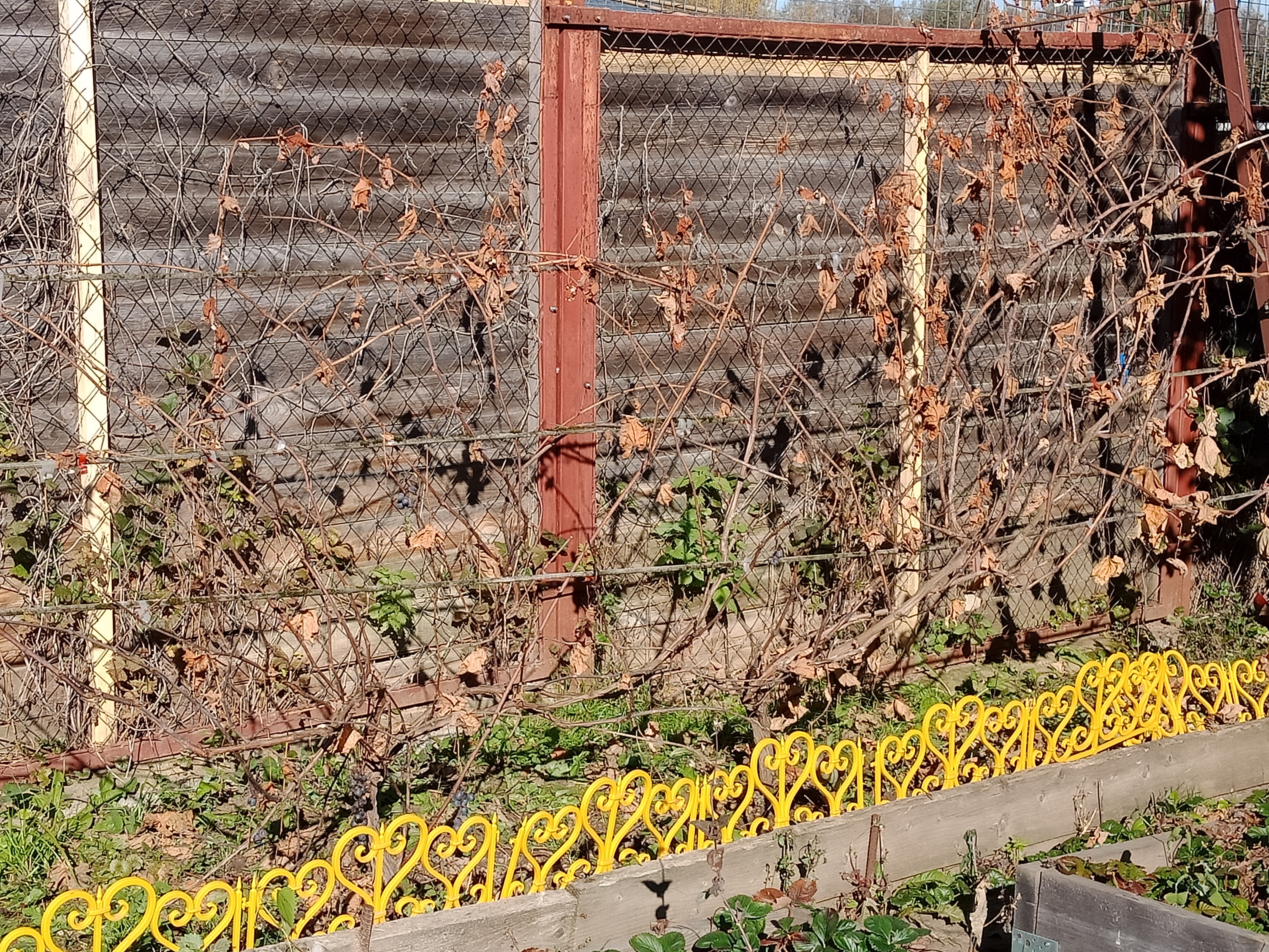 Виноградник в октябре. Фото автора