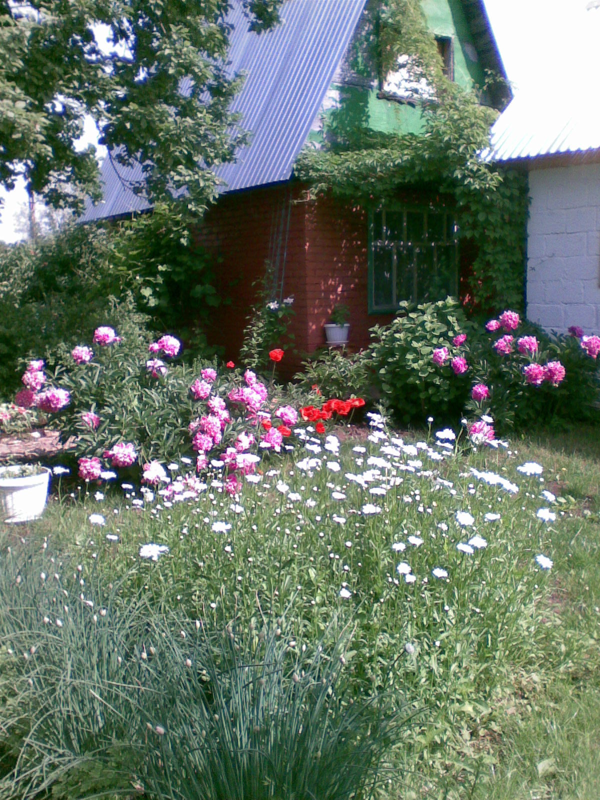 Дача и сад своими руками моя (56 фото)