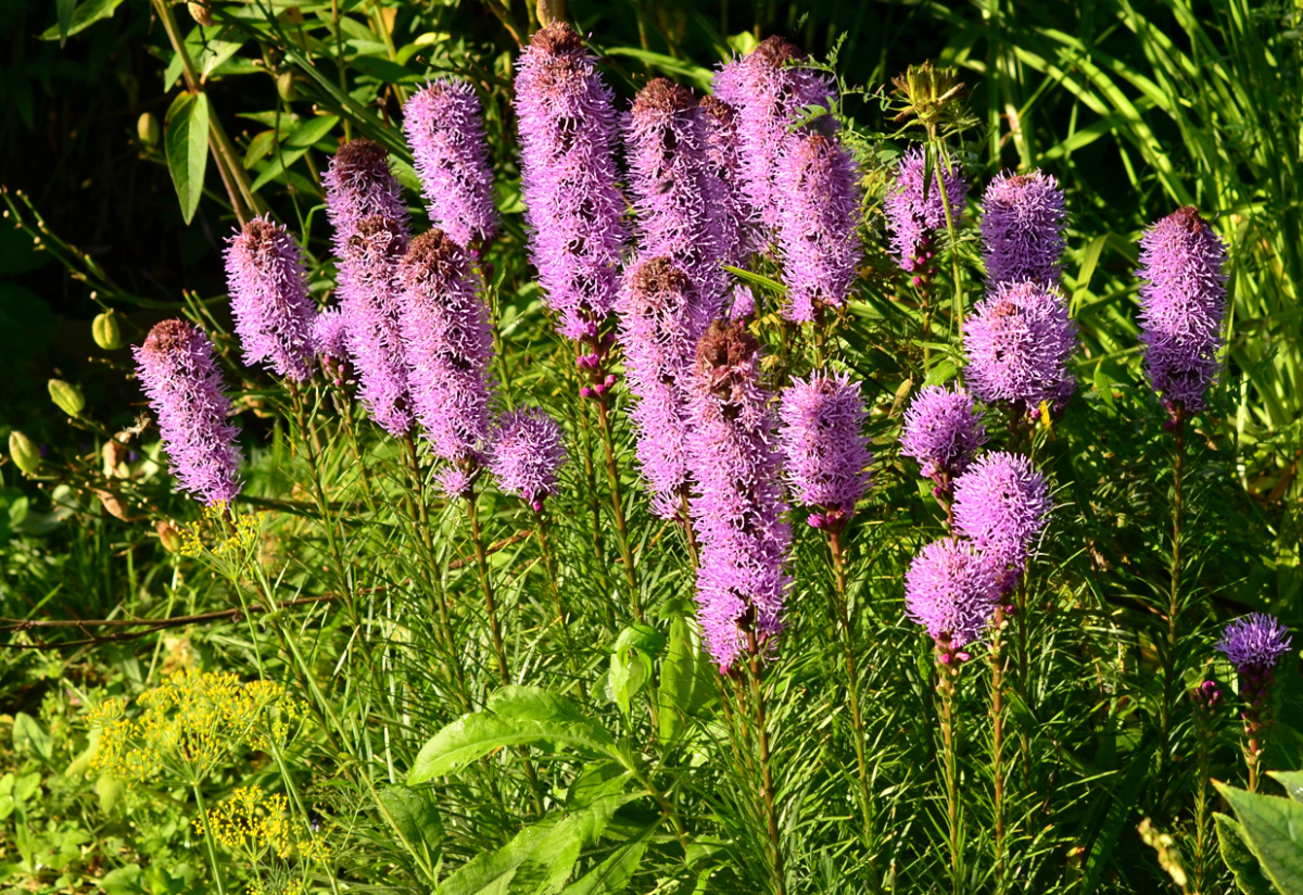 Liatris scariosa