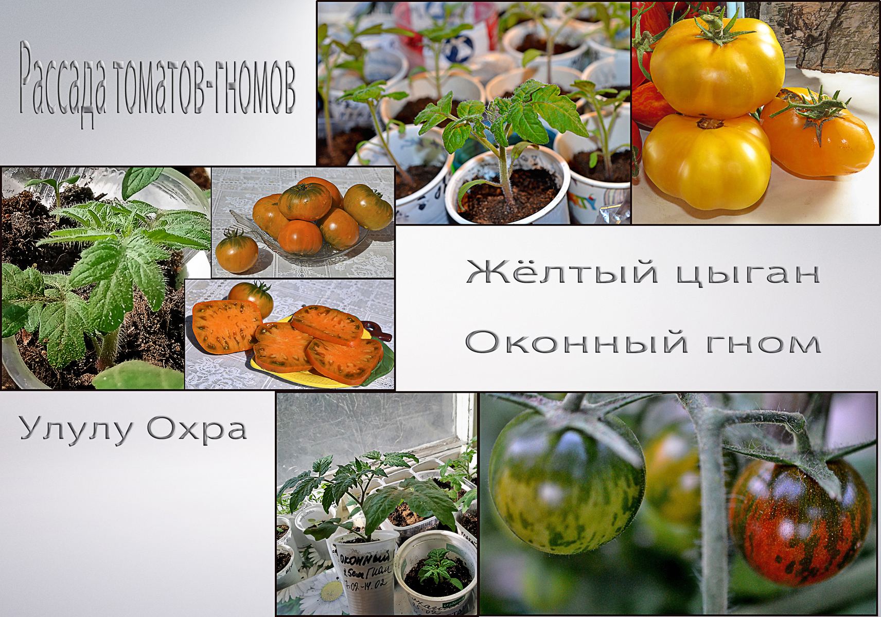 Рассада томатов