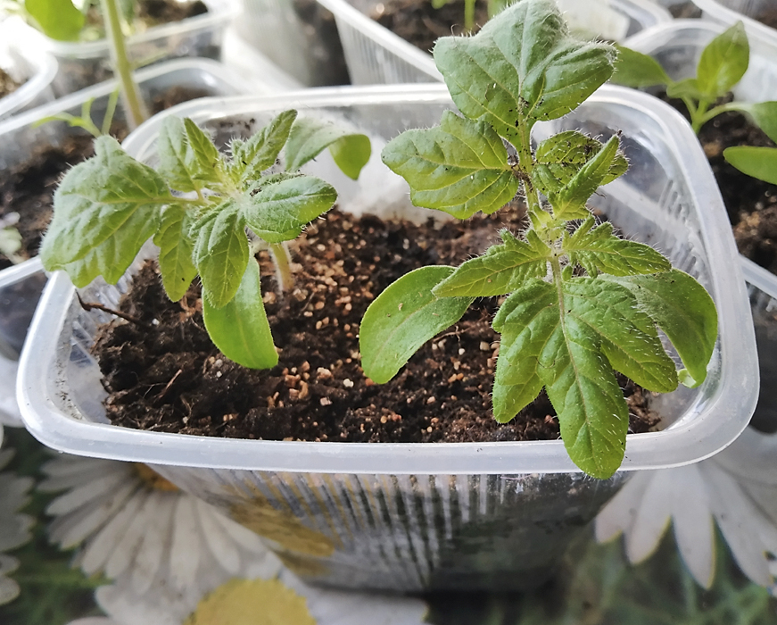 Рассада 'Махагони'