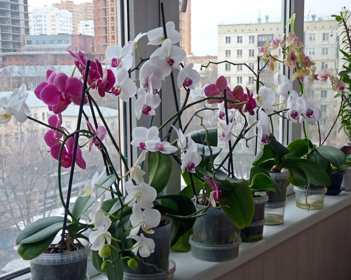 Орхидея фаленопсис как ухаживать