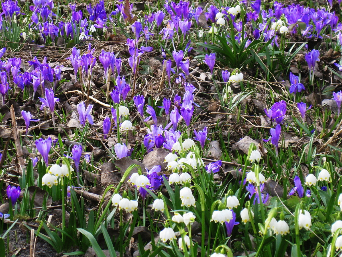 Ранние цветы весной в саду