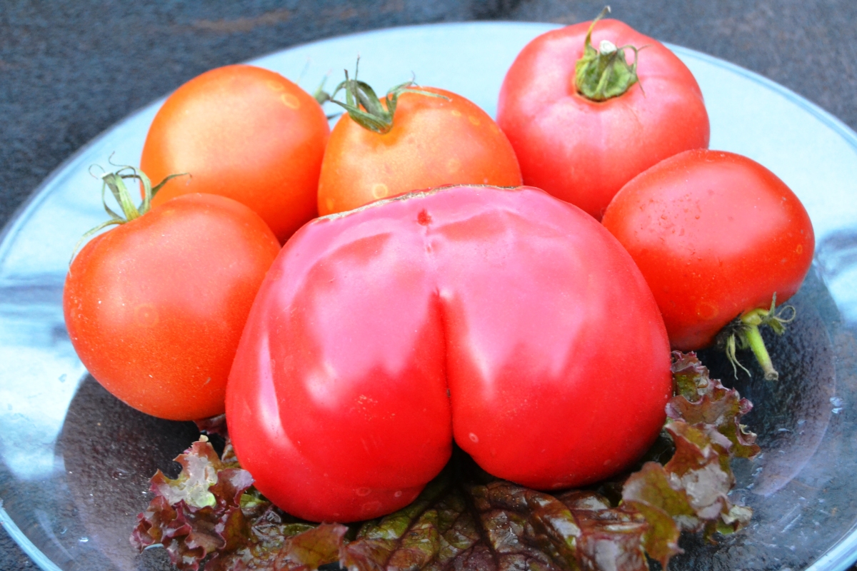 Смешной помидор. Прикольные помидоры. Смешной томат. Помидоры необычной формы.