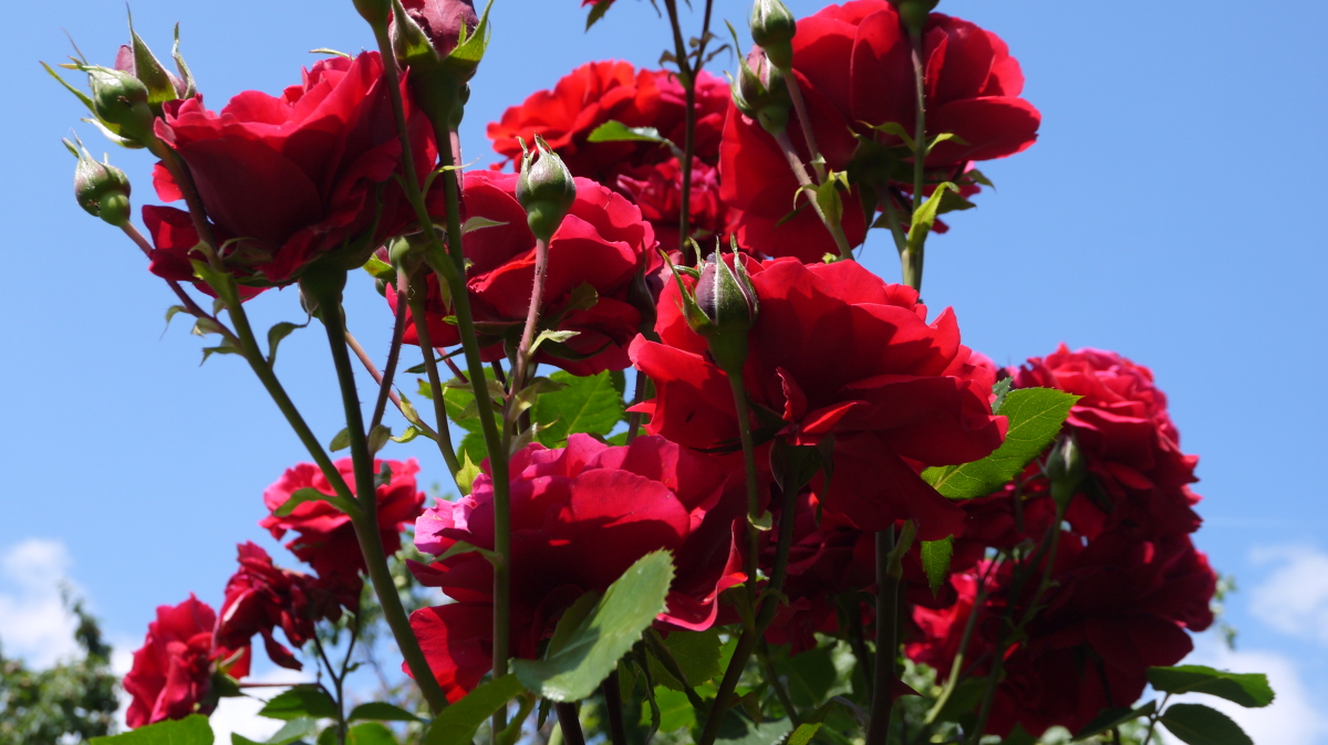 Плетистая роза виктория фото и описание