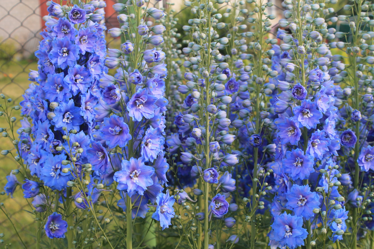Высокие синие цветы многолетники фото и названия