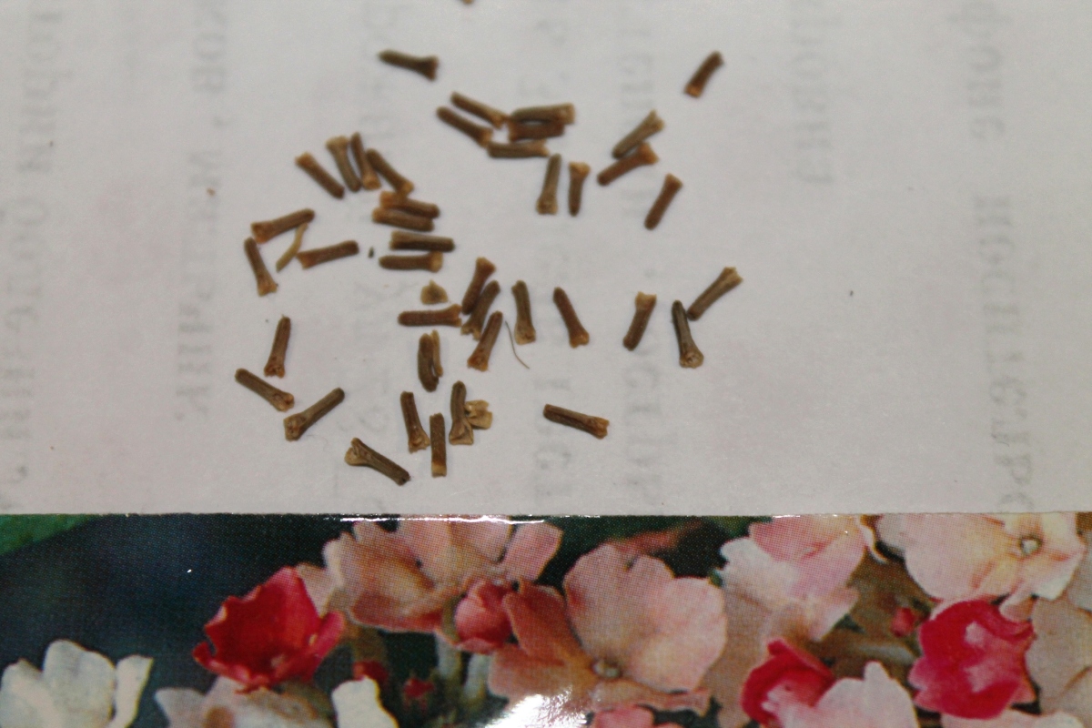Семена вербены фото польза семян хурмы