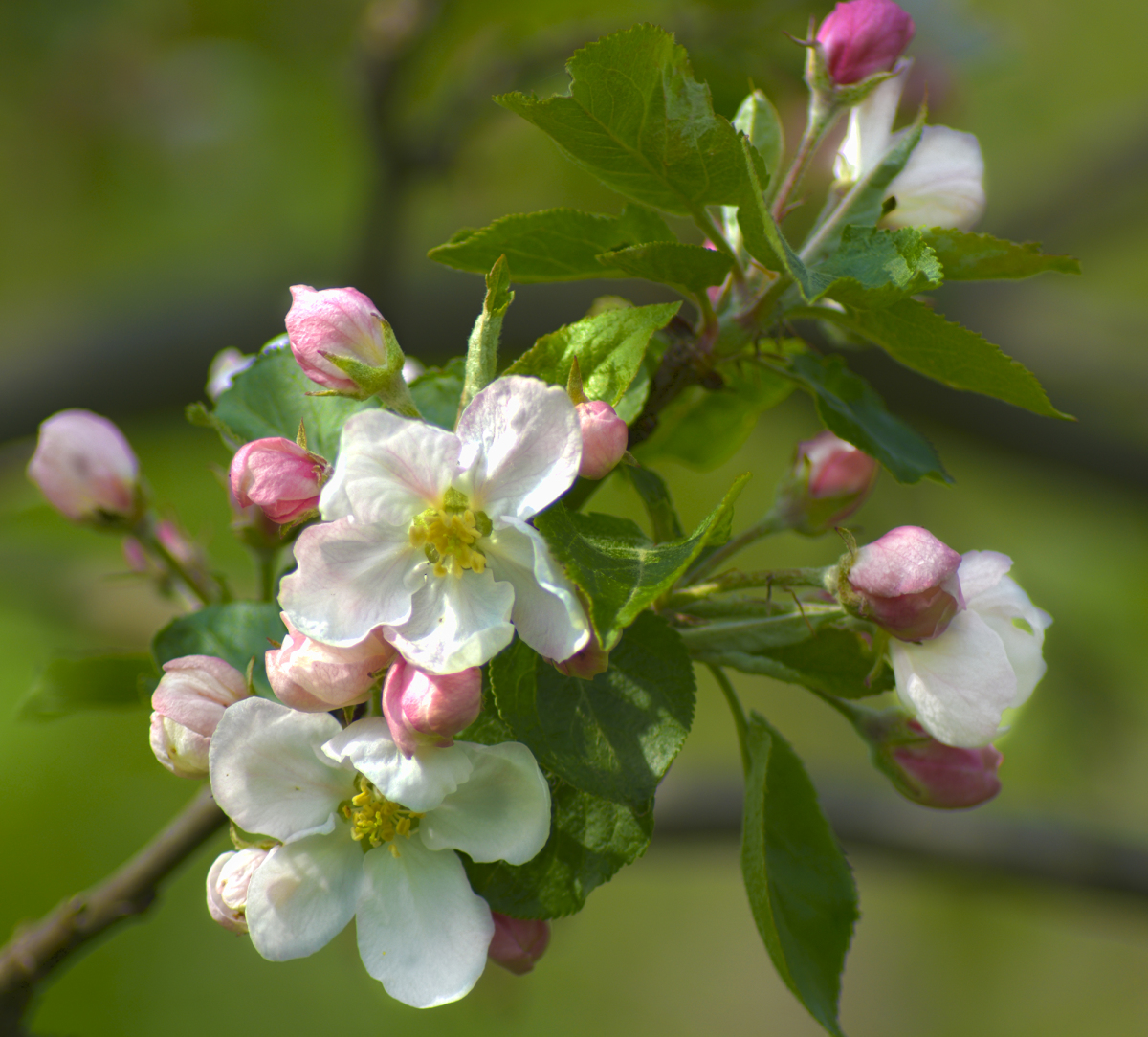 «Цветущие яблони» Клож