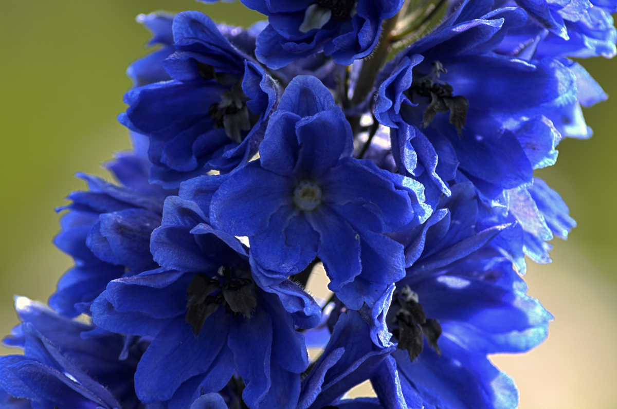 Дельфиниум. Дельфиниум Delphinium. Дельфиниум элмеммел. Дельфиниум махровый многолетний.