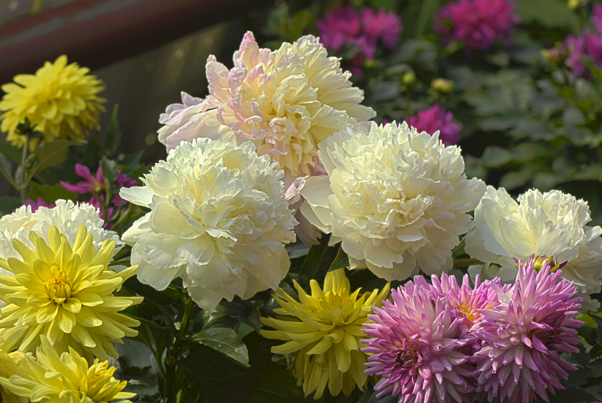 Цветы георгины пионы отзывы по доставке цветов