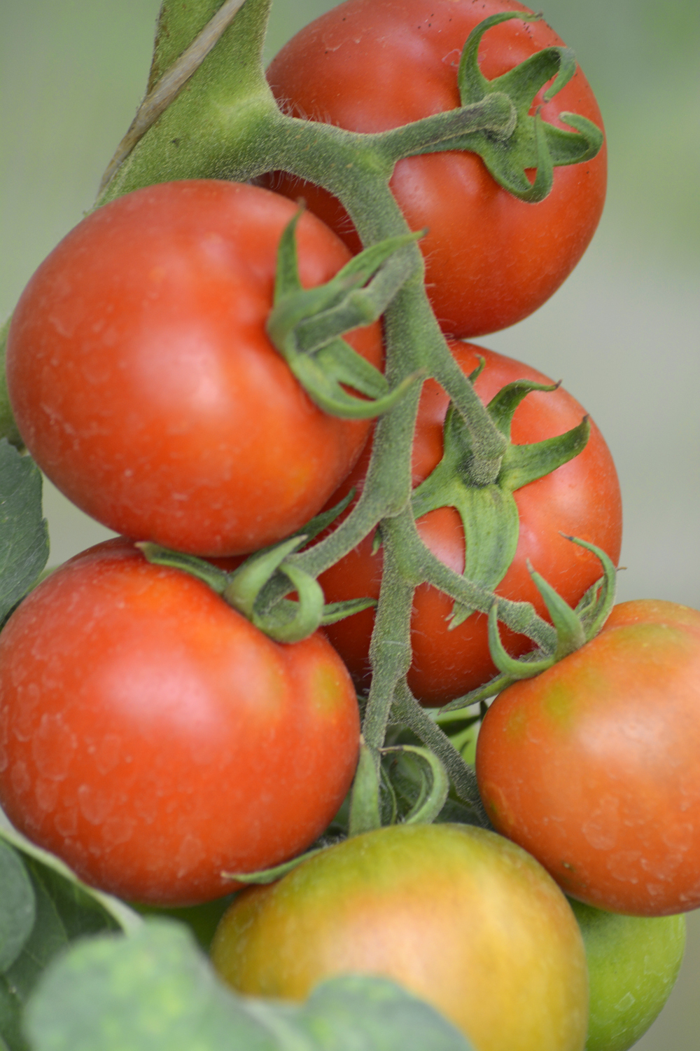 Кистевые томаты высокоурожайные гибриды