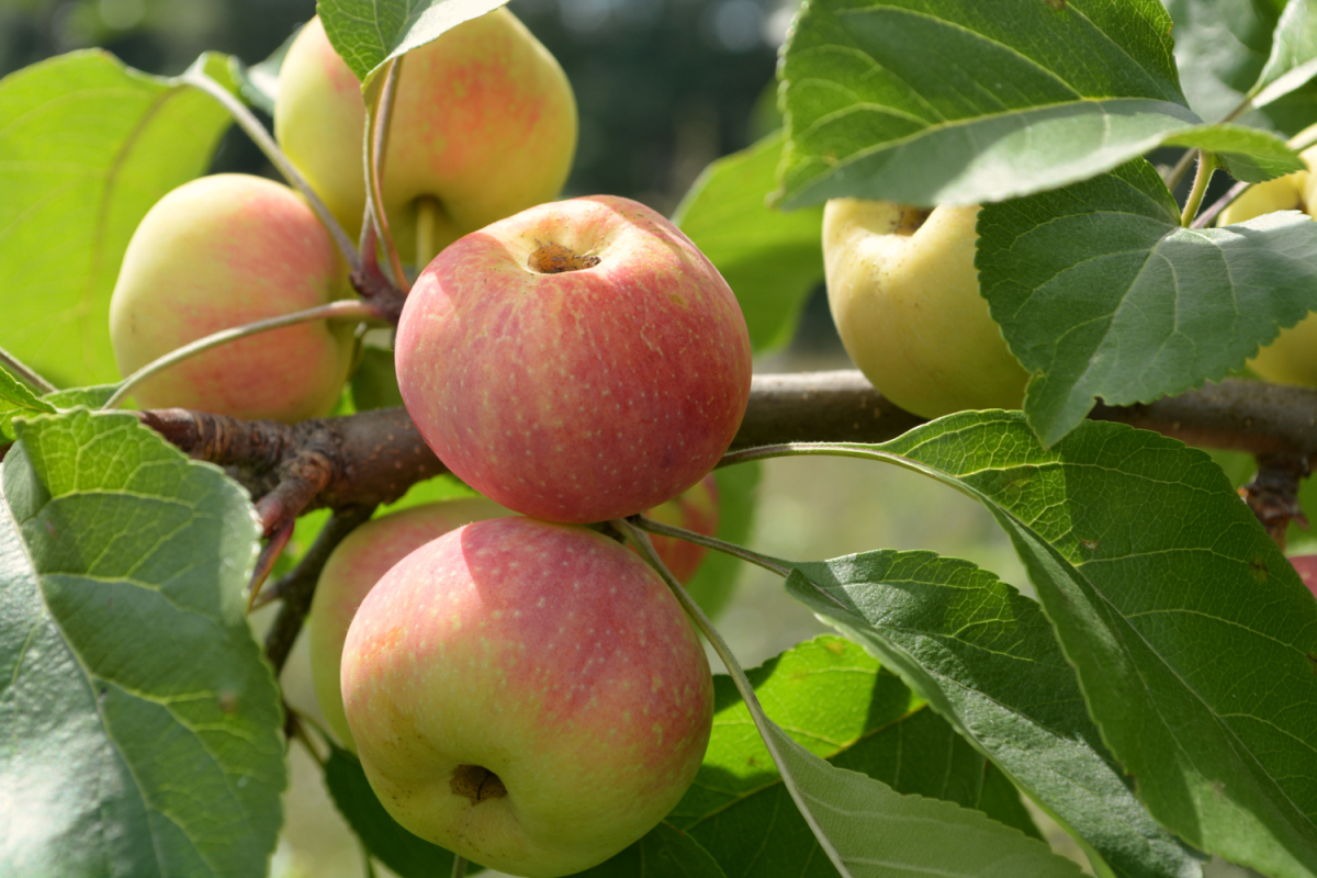 сорта домашних яблок
